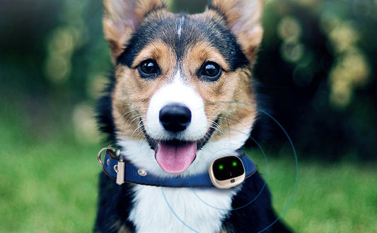 4G Smart Pet GPS Tracker