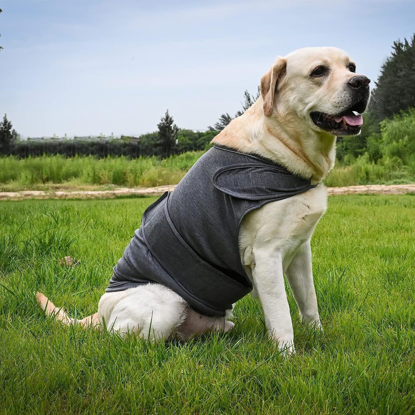 Dog Anxiety Jacket